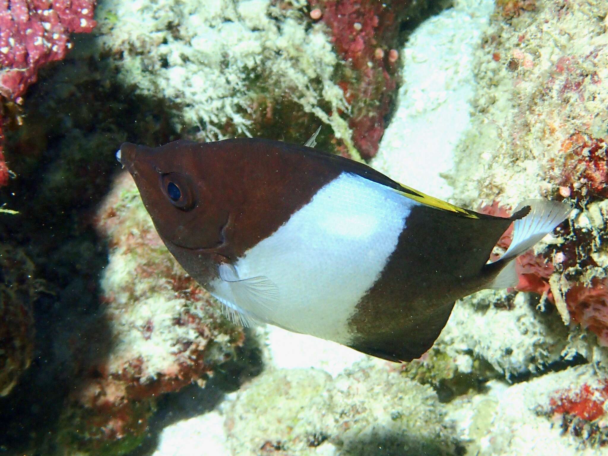 Image of Black Pyramid Butterflyfish