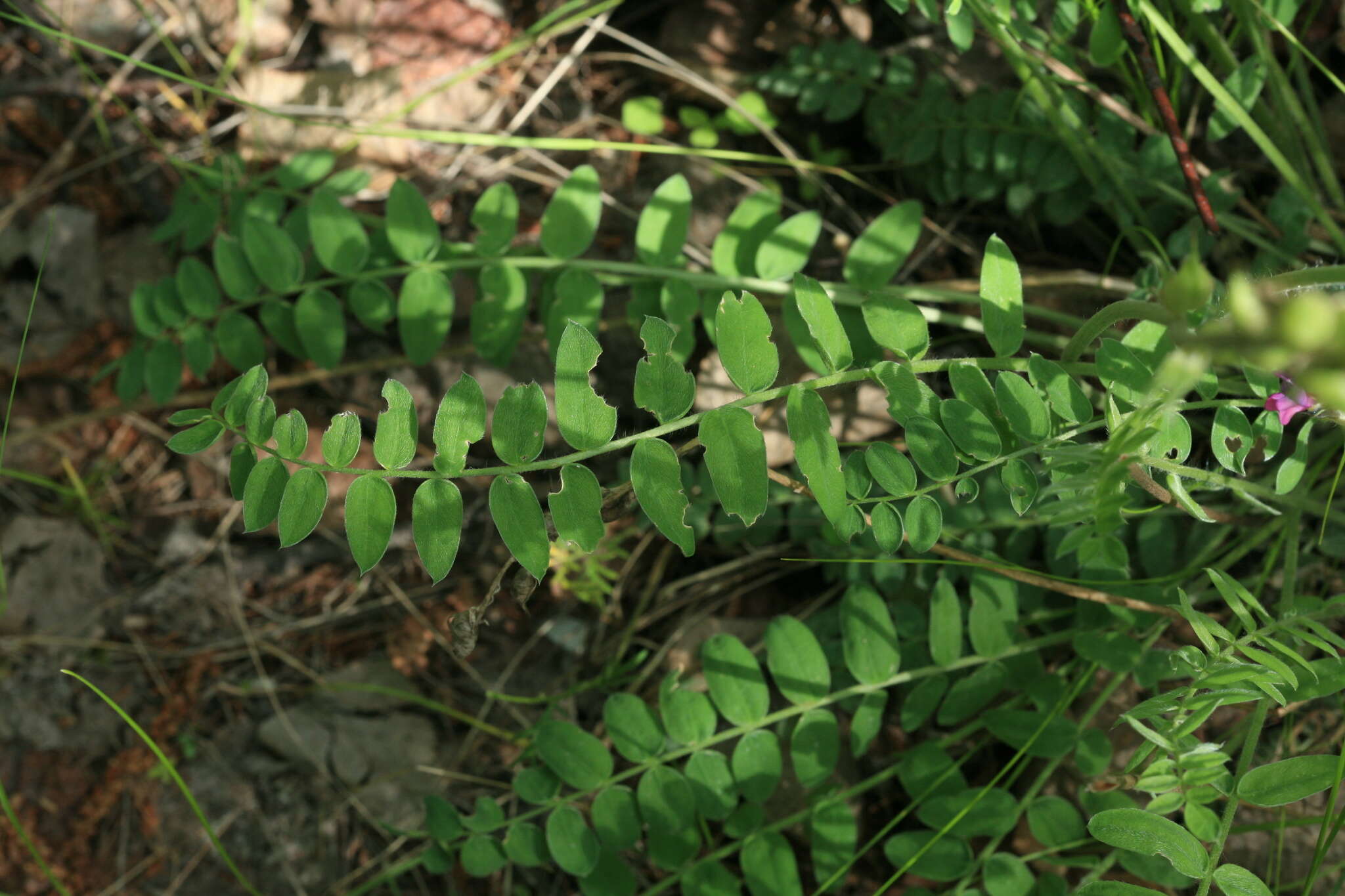 Image de Oxytropis strobilacea Bunge