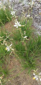 Image of Chlorophytum recurvifolium (Baker) C. Archer & Kativu