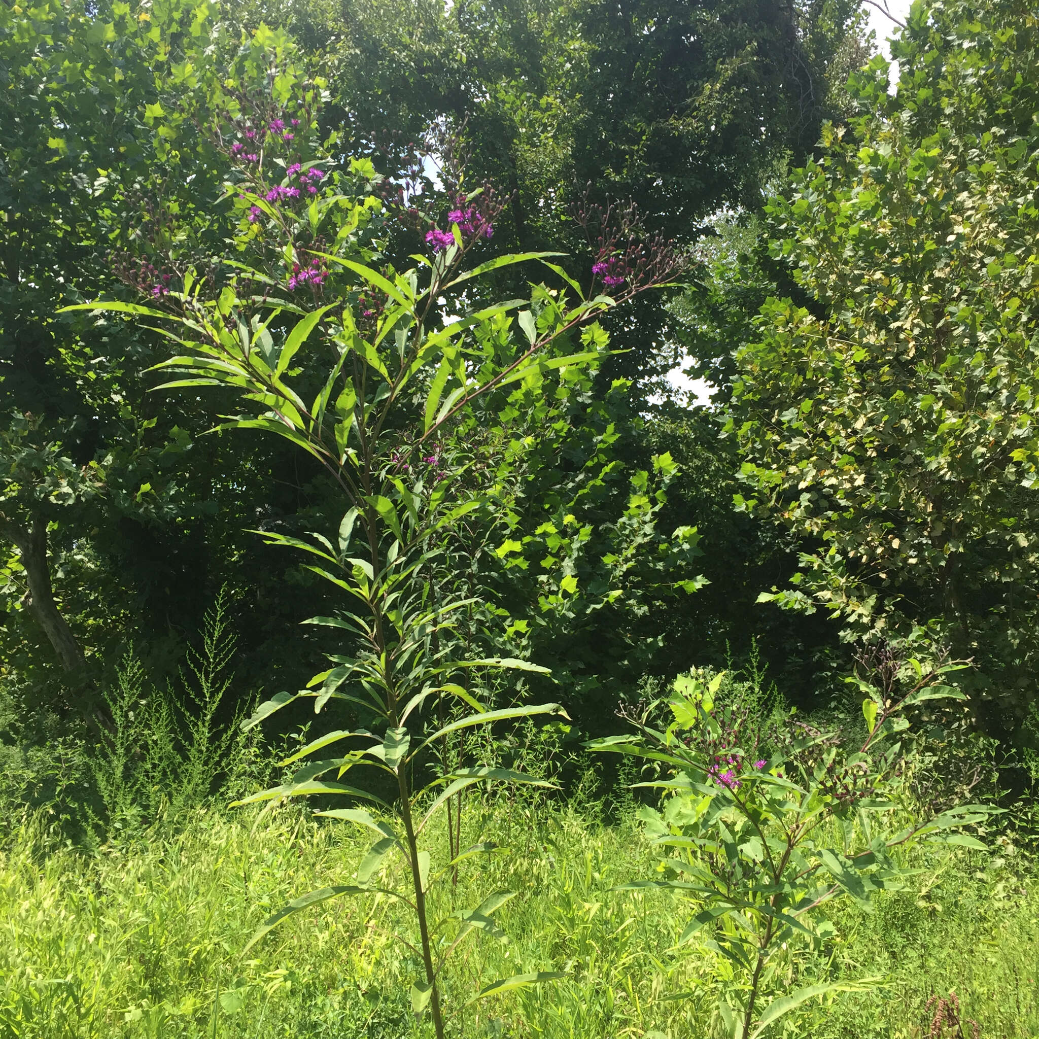 Vernonia gigantea (Walt.) Trel. ex Branner & Coville resmi