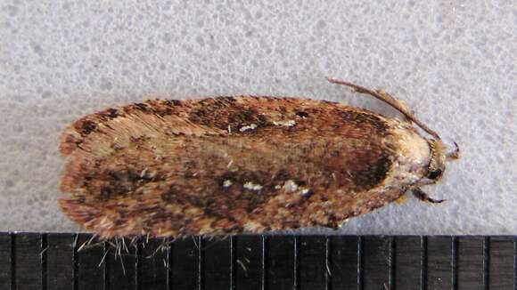 Image of Agonopterix ciliella Stainton 1849