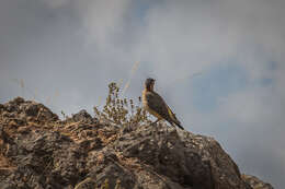 Image of Andean Flicker