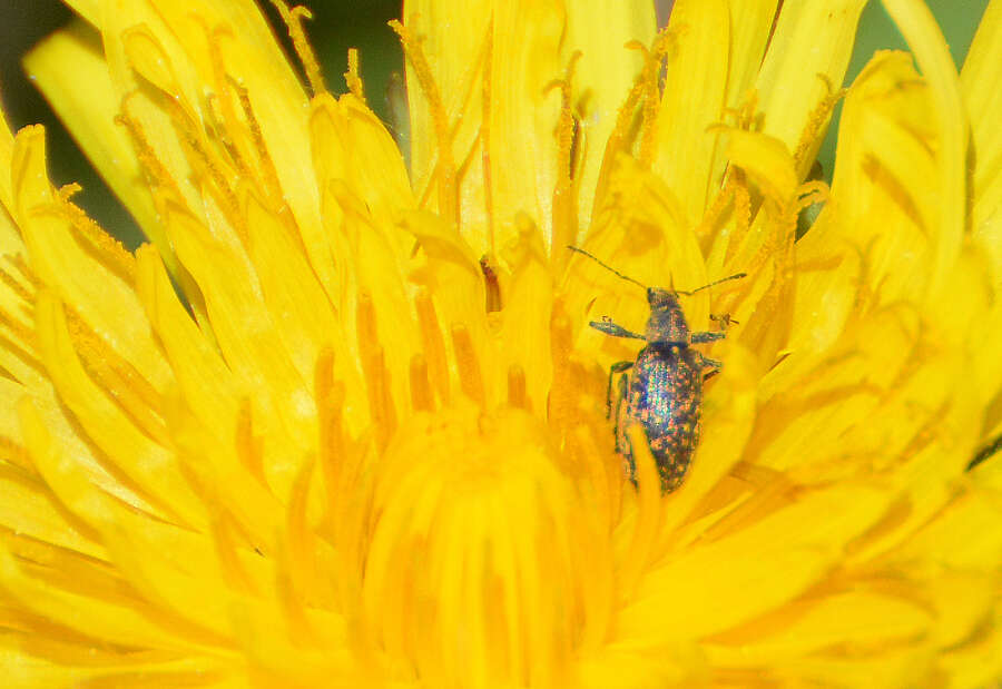 Sivun Polydrusus (Eurodrusus) pilosus Gredler 1866 kuva