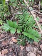 Image of Cardboard Palm