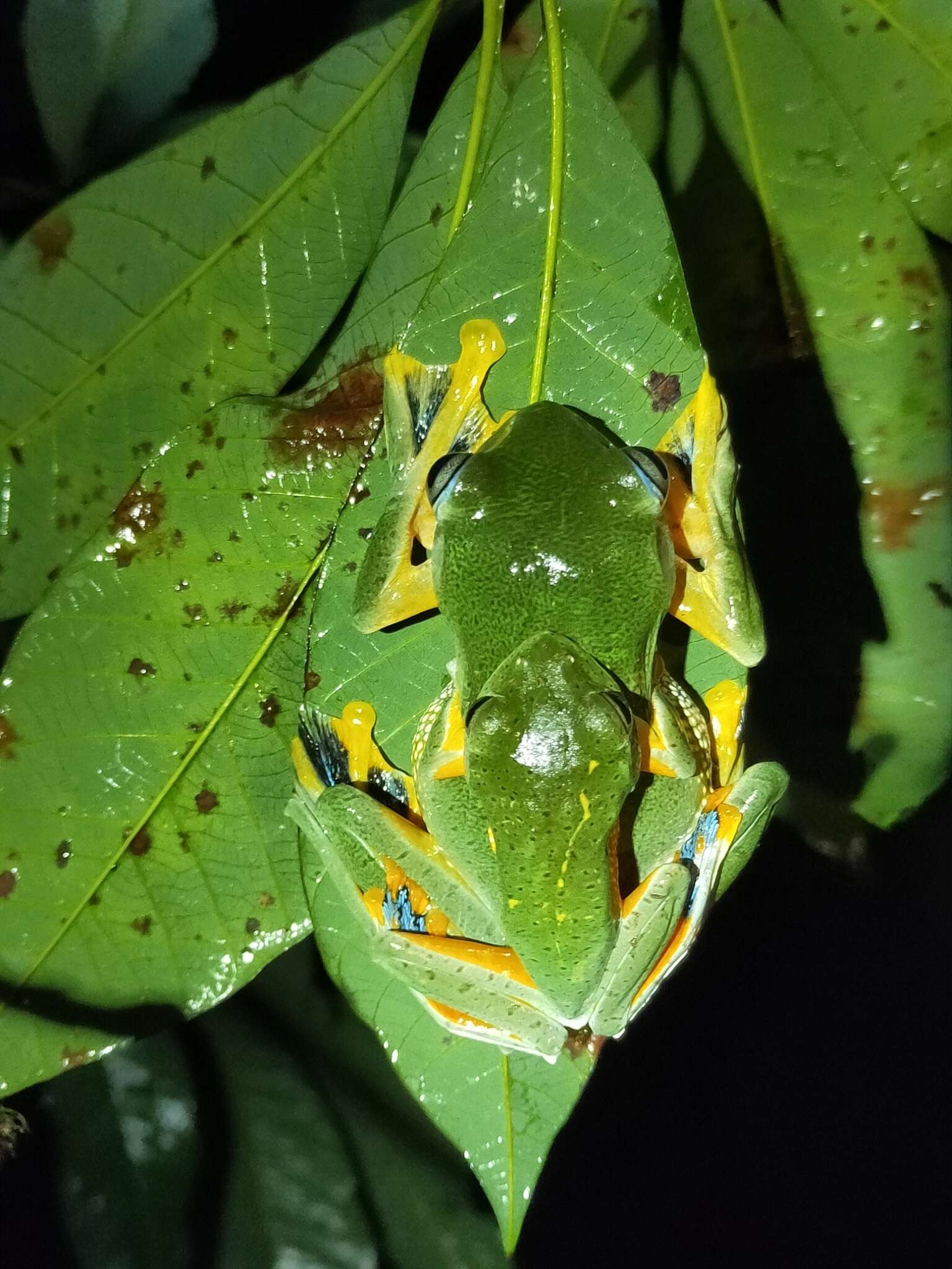 Image of Black-webbed Treefrog