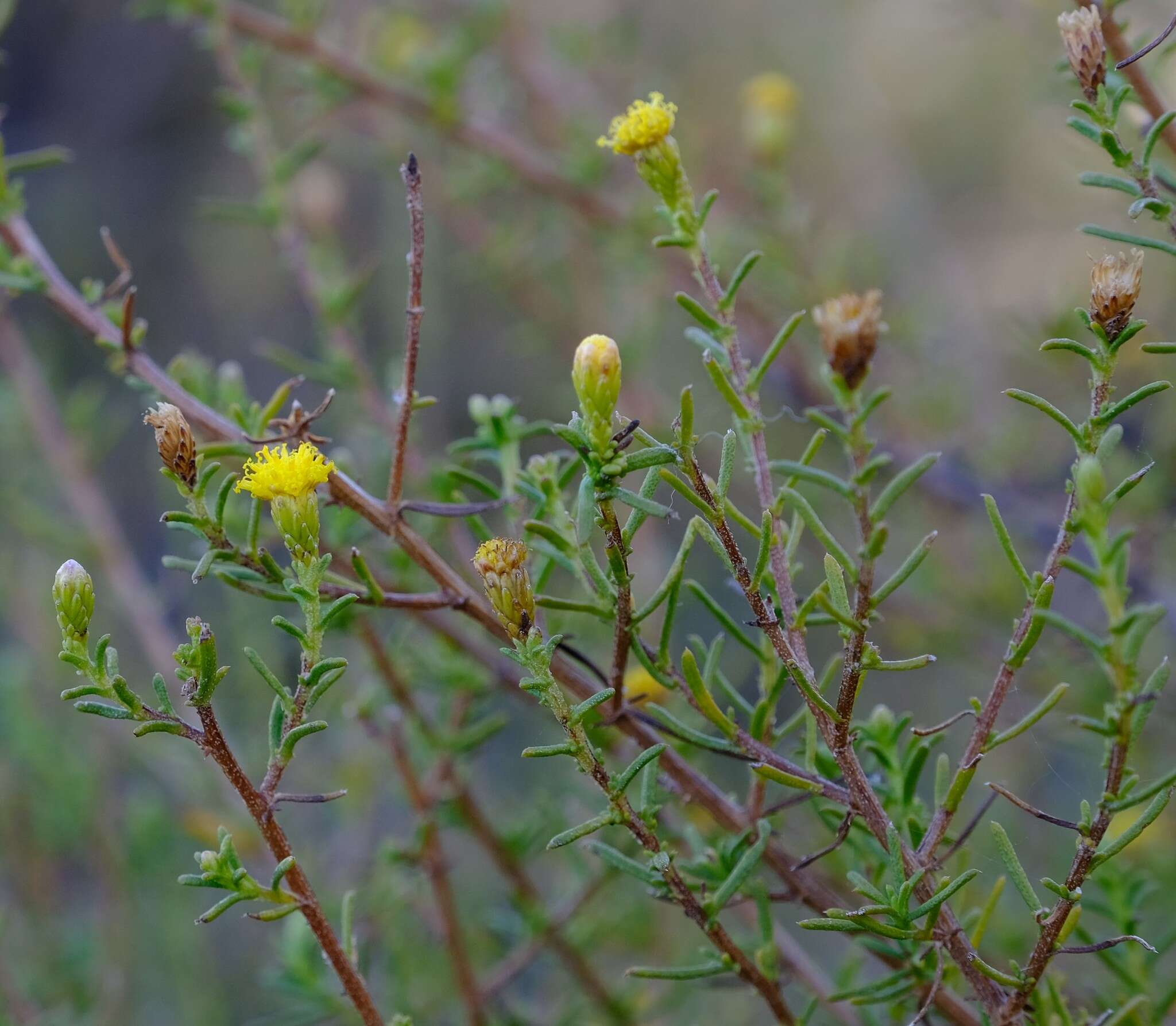 Imagem de Marasmodes oubinae S. Ortiz