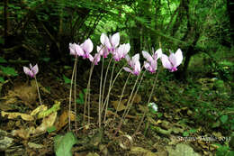 Image of baby cyclamen