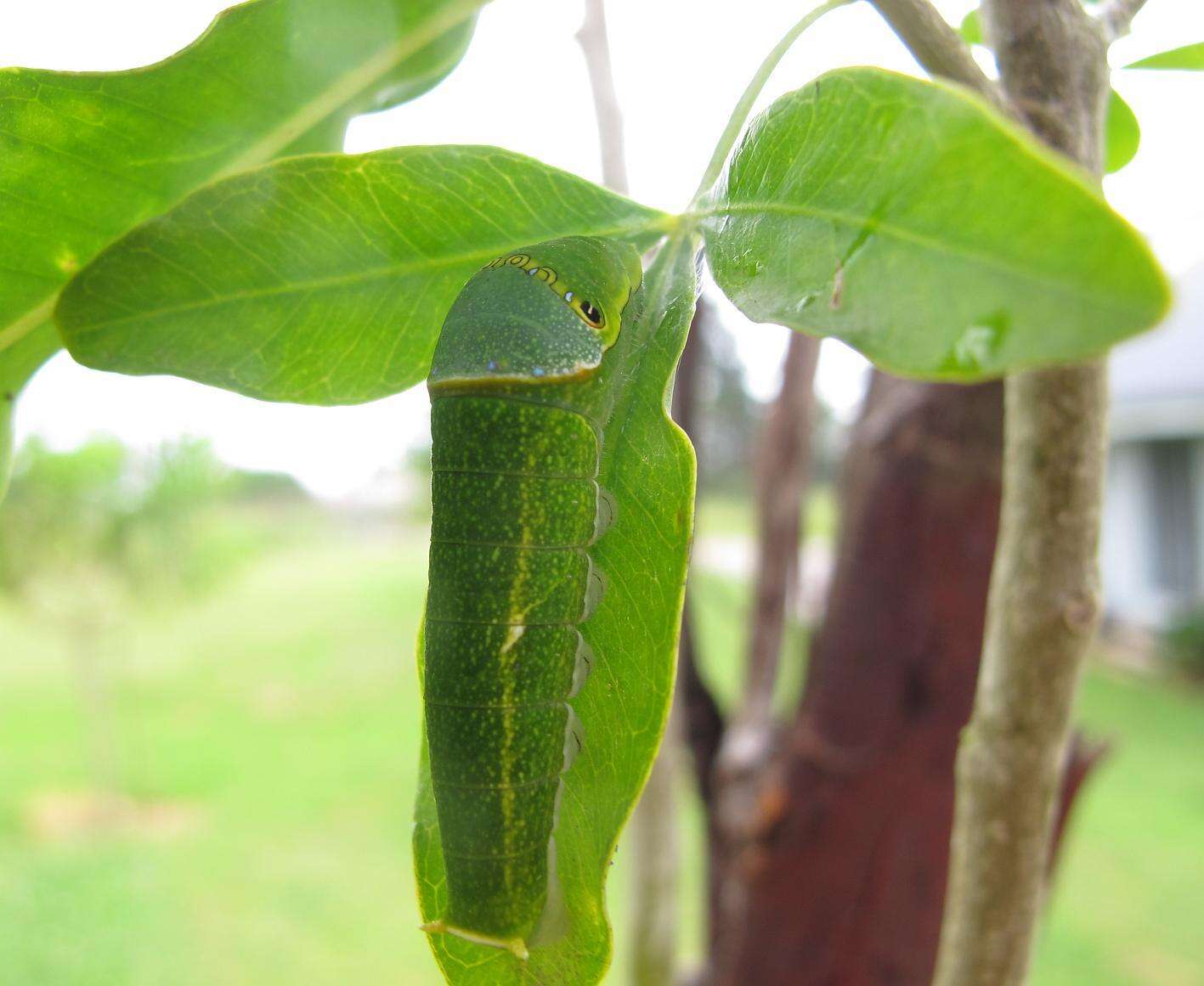 Image of greenbanded swallowtail