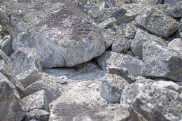 Image of Tiger Pacific Iguana