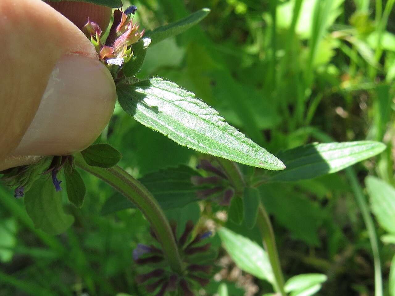 Image of thymeleaf dragonhead