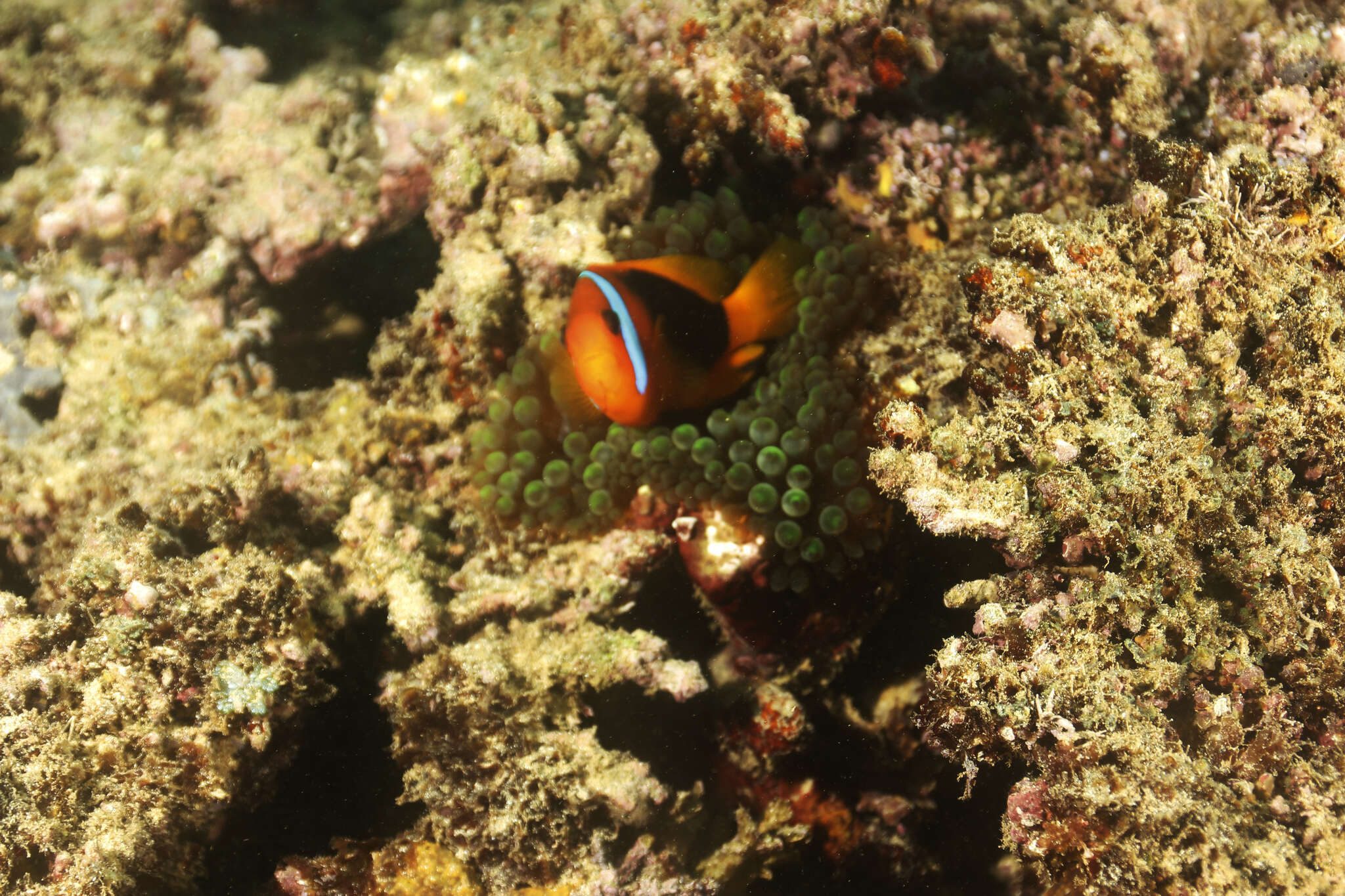 Plancia ëd Amphiprion melanopus Bleeker 1852