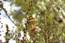 Image of Echeveria bicolor (Kunth) Walther