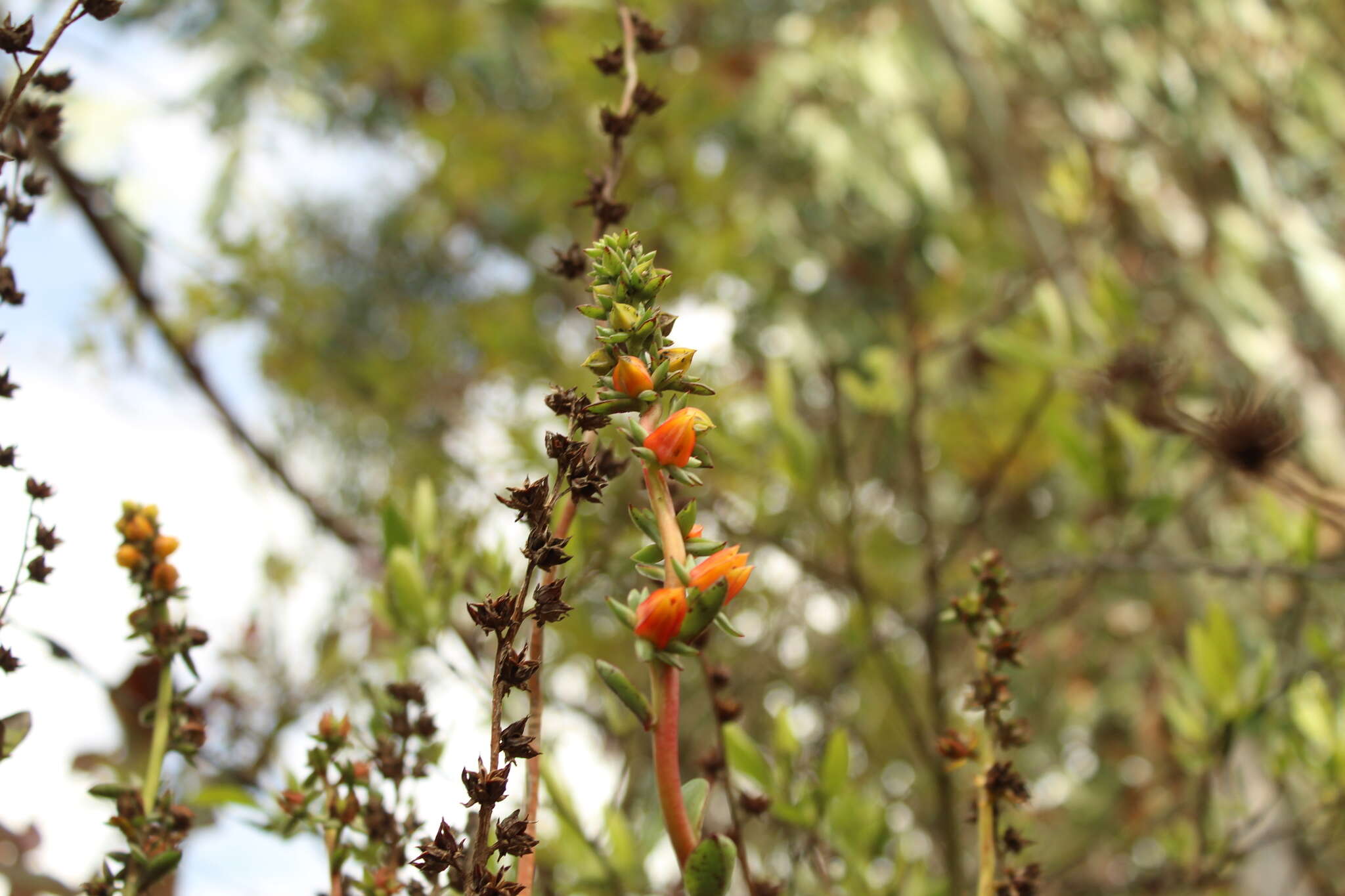 Image of Echeveria bicolor (Kunth) Walther