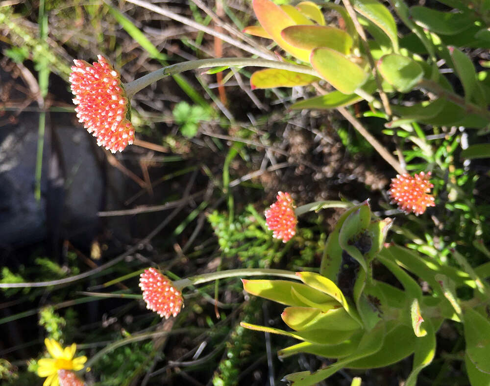 Image of Anaxeton arborescens (L.) Less.