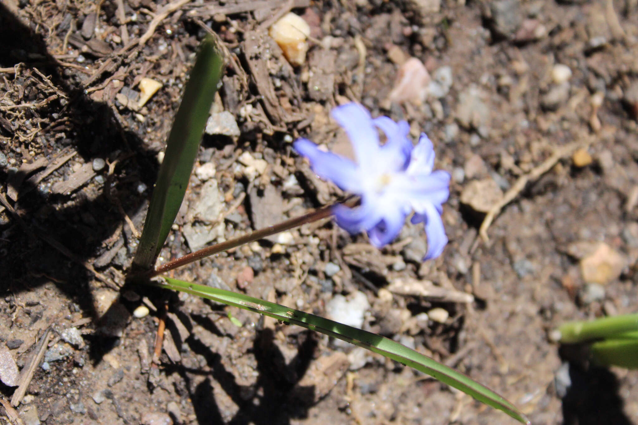 Image de Scilla luciliae (Boiss.) Speta