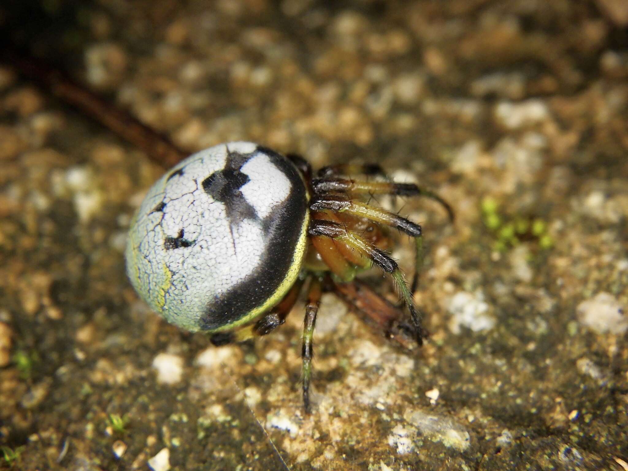 Image of Bijoaraneus komachi Tanikawa, Yamasaki & Petcharad 2021