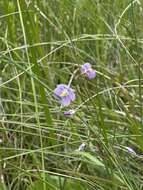 Image de Heliophila rigidiuscula Sond.