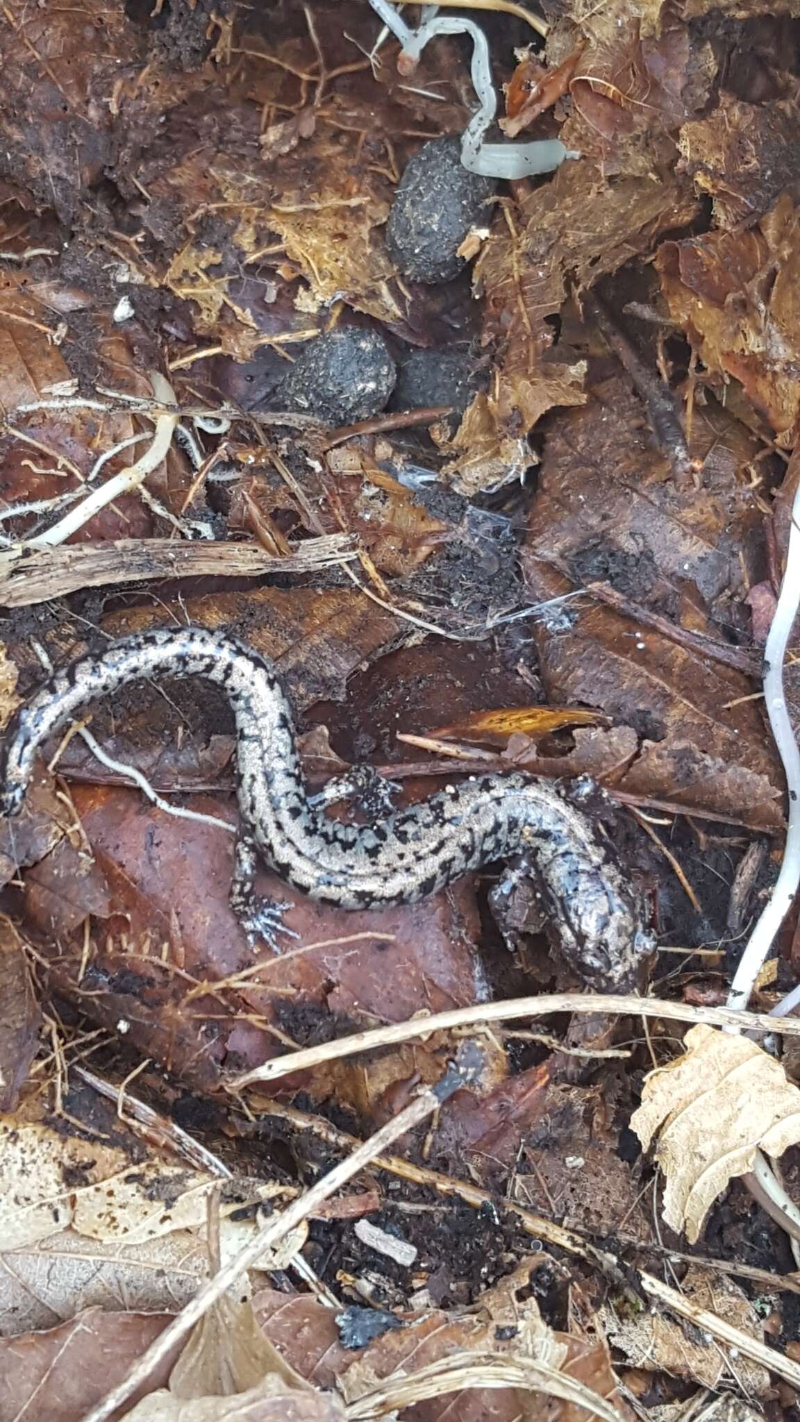 Image of Plethodon welleri Walker 1931