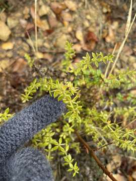 Image of Santa Barbara bedstraw