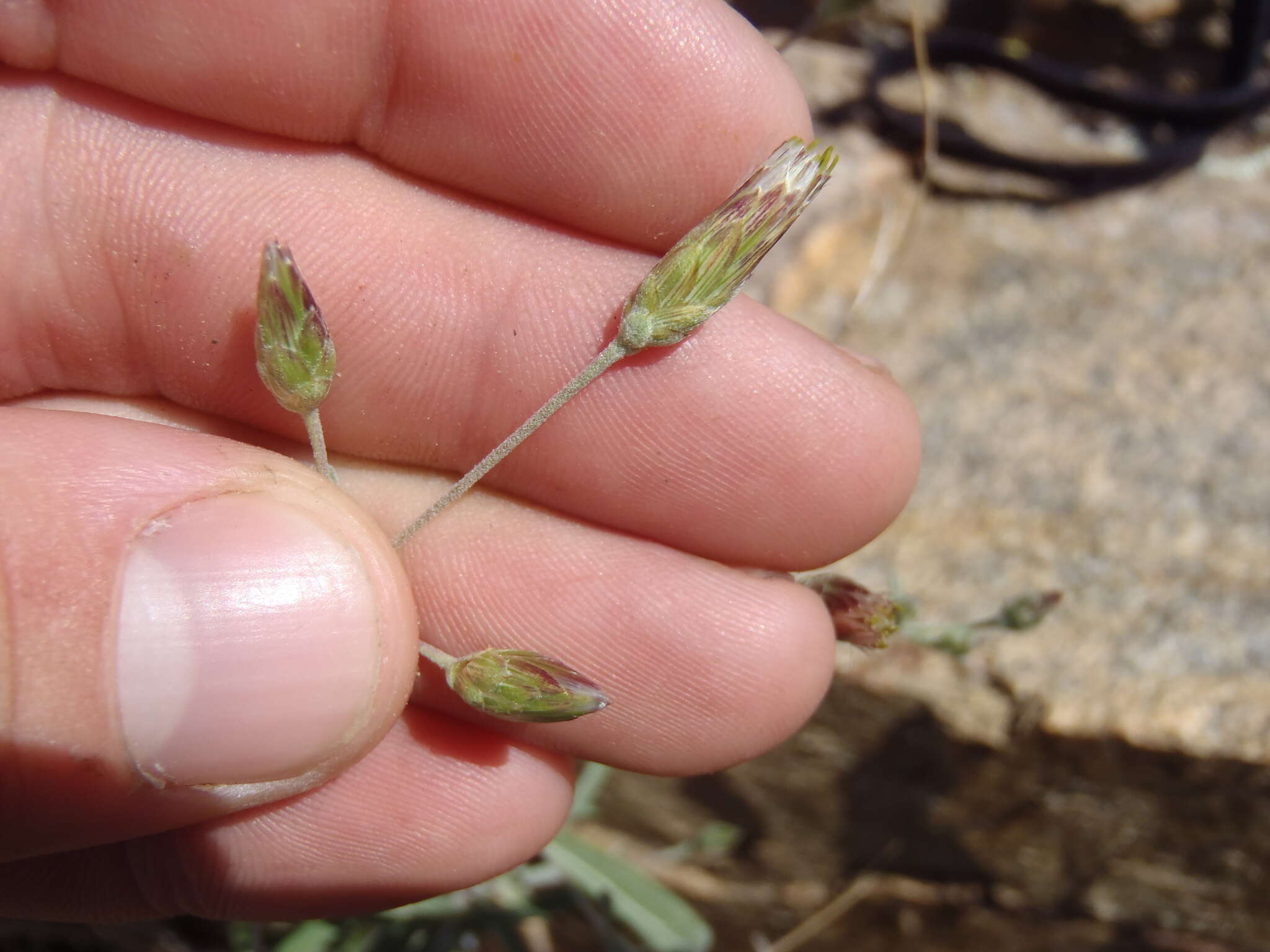 Слика од Brickellia venosa (Woot. & Standl.) B. L. Rob.