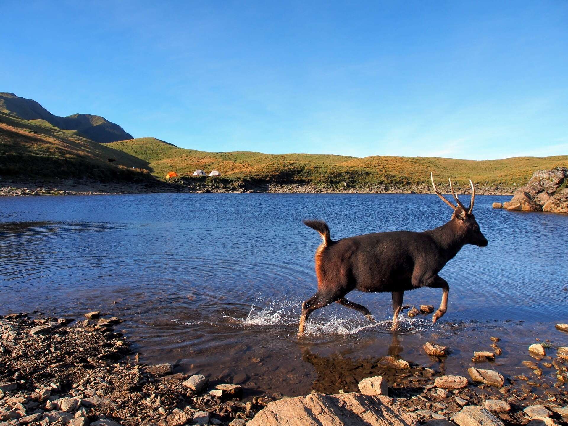 Image of Formosan sambar deer