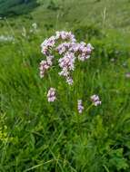 Image of Valeriana grossheimii Vorosh.