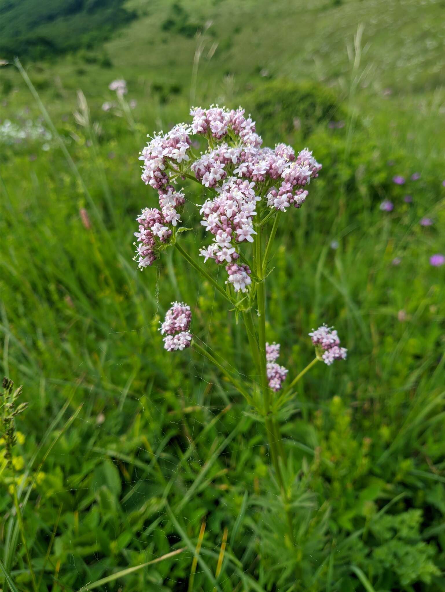 Image of Valeriana grossheimii Vorosh.