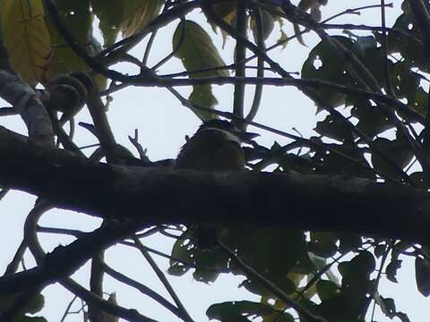 Image of Brown-banded Puffbird