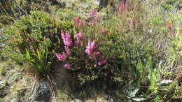 Image of Chaetolepis lindeniana (Naud.) Triana