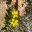 Image of obscure buttercup