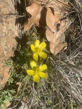 Imagem de Ranunculus triternatus A. Gray