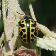 Image of <i>Calligrapha matronalis</i>