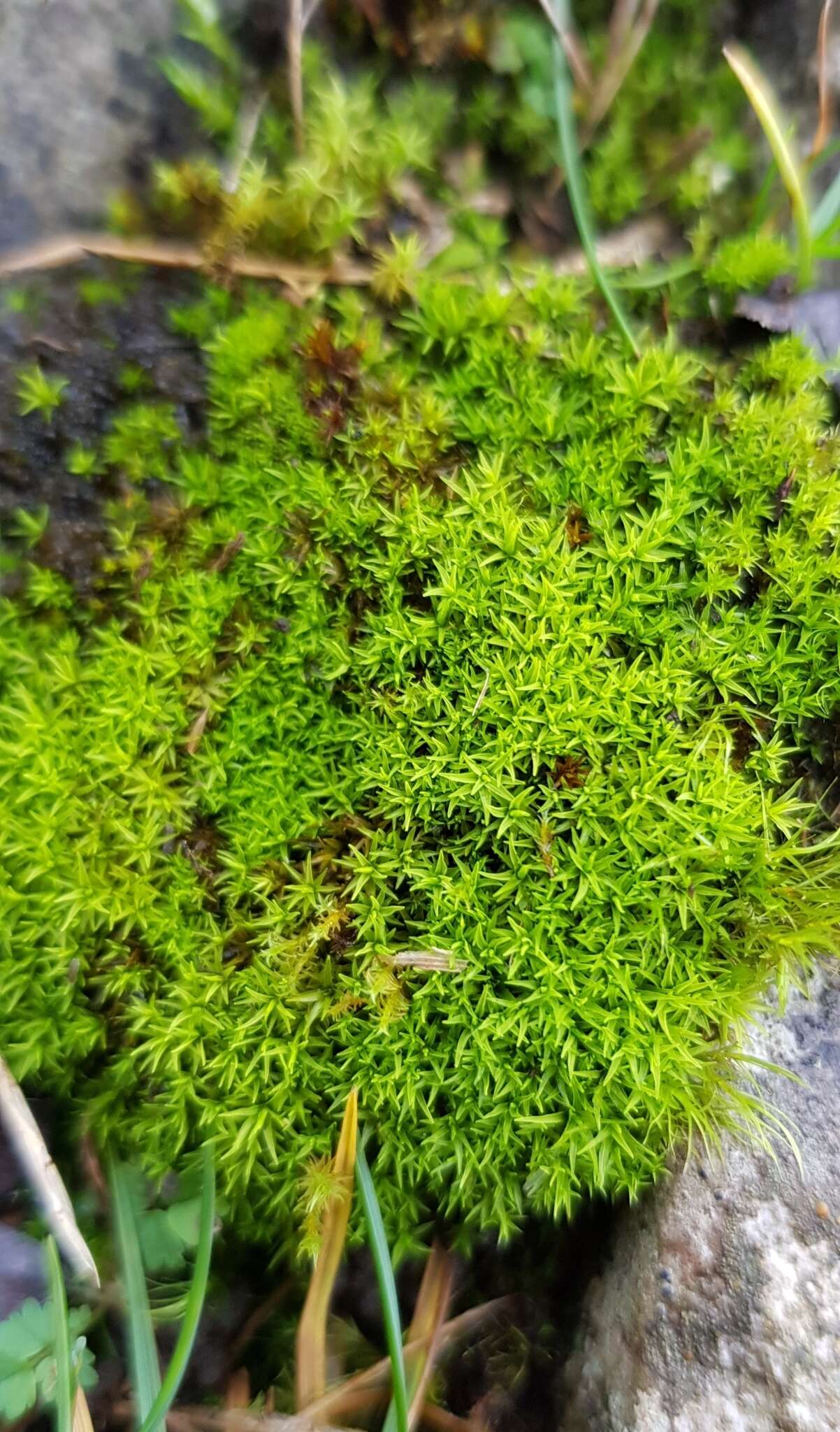 Image of trichostomum moss