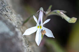 Imagem de Lobelia pubescens var. pubescens