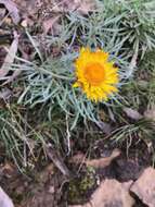 Image of Leucochrysum albicans (A. Cunn.) P. G. Wilson