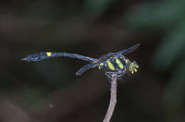 Imagem de Gomphidictinus perakensis (Laidlaw 1902)