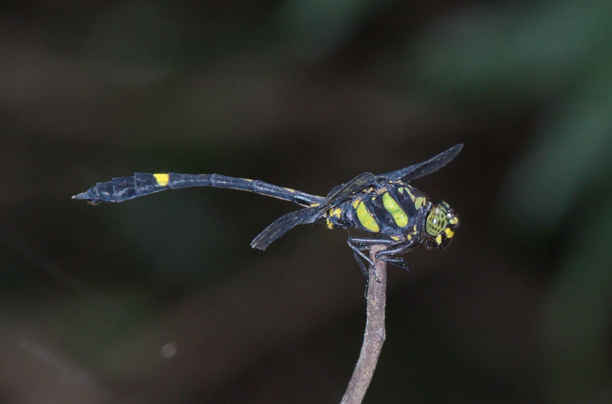 Imagem de Gomphidictinus perakensis (Laidlaw 1902)