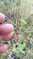 Image of Florestina platyphylla (B. L. Rob. & Greenm.) B. L. Rob. & Greenm.