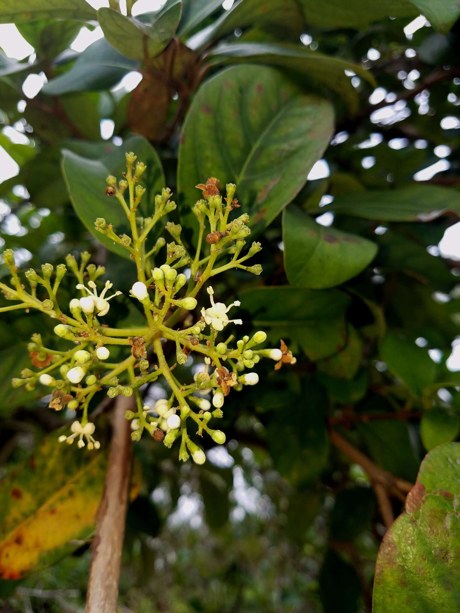 Image of Viburnum odoratissimum Ker-Gawl.