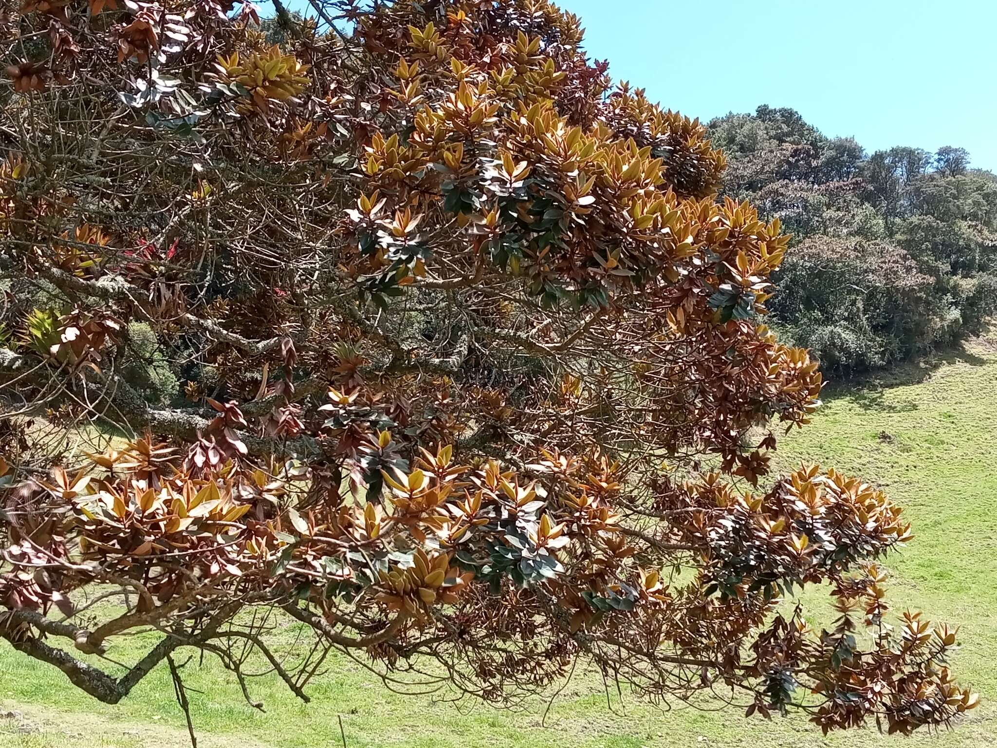 Image of Ocotea caesariata van der Werff