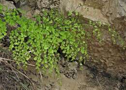 Adiantum lorentzii Hieron.的圖片