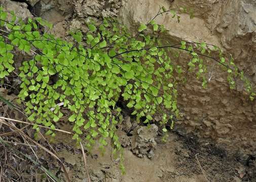 Image of Adiantum lorentzii Hieron.