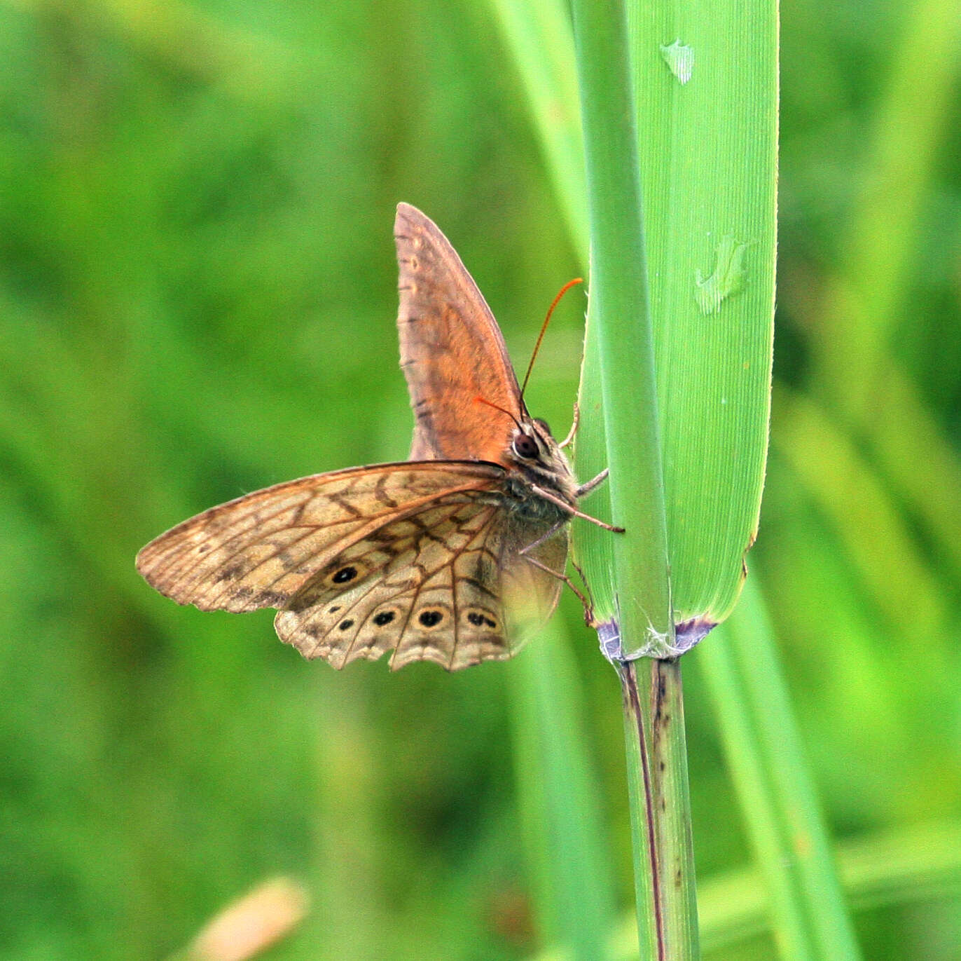 Image of Kirinia epimenides