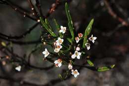 Image of Zieria laxiflora (Benth.) Domin