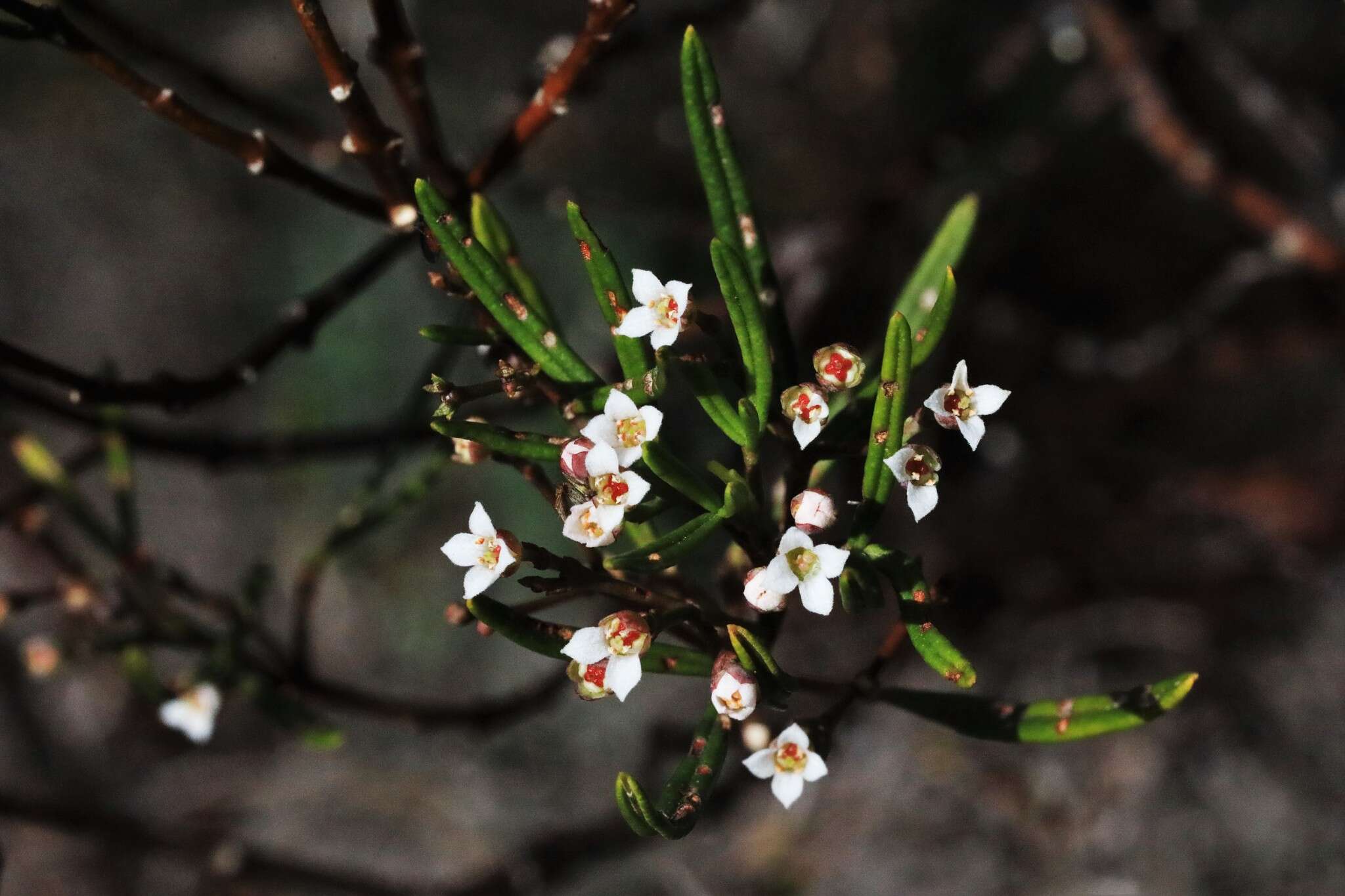 Image of Zieria laxiflora (Benth.) Domin