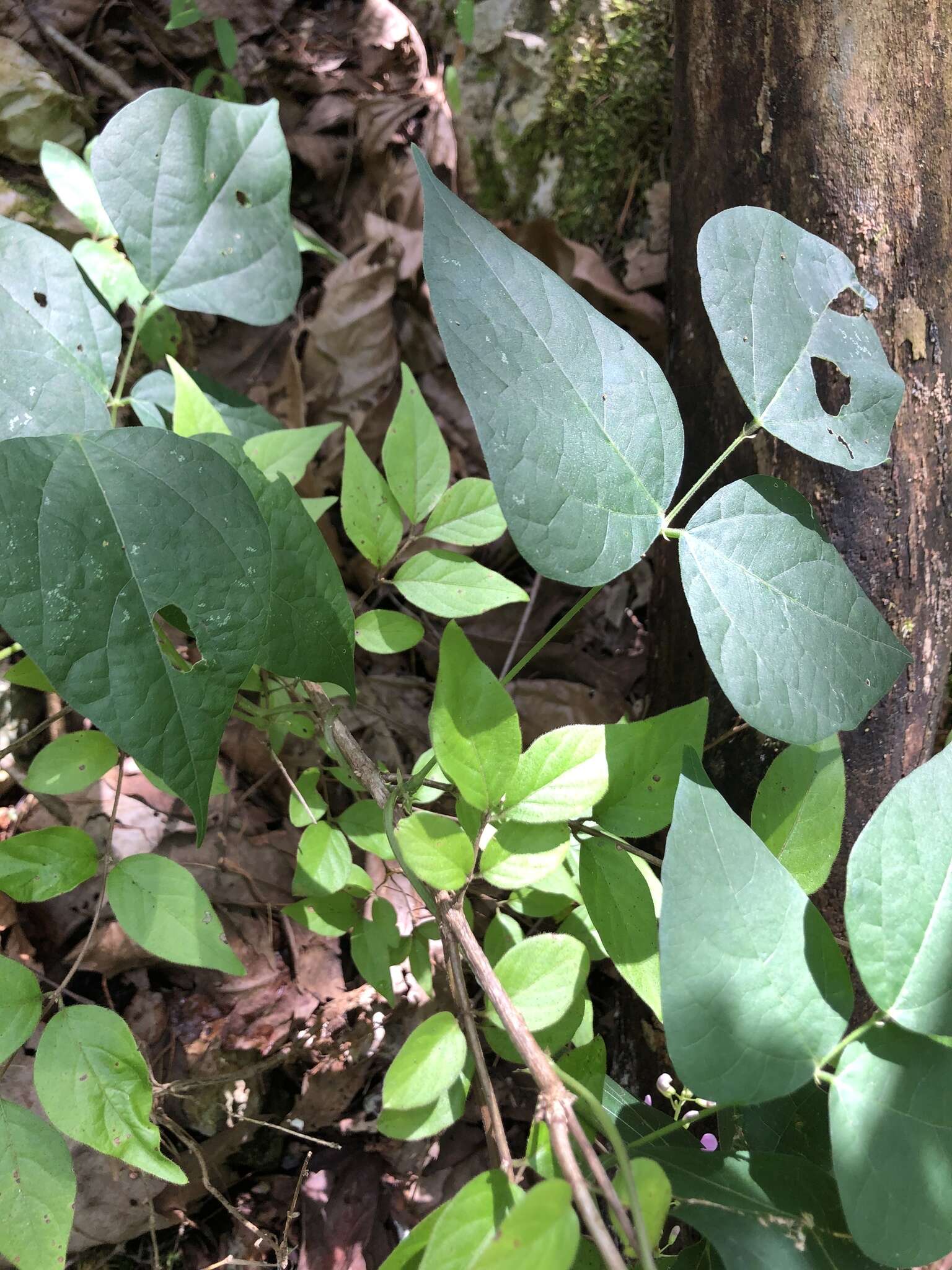 Image of Thicket Bean