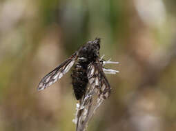 Image of Conophorus fenestratus (Osten Sacken 1877)