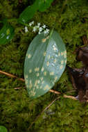 Image of Endoraecium phyllodiorum (Berk. & Broome) Berndt 2011