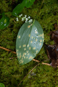 Image of Endoraecium phyllodiorum (Berk. & Broome) Berndt 2011