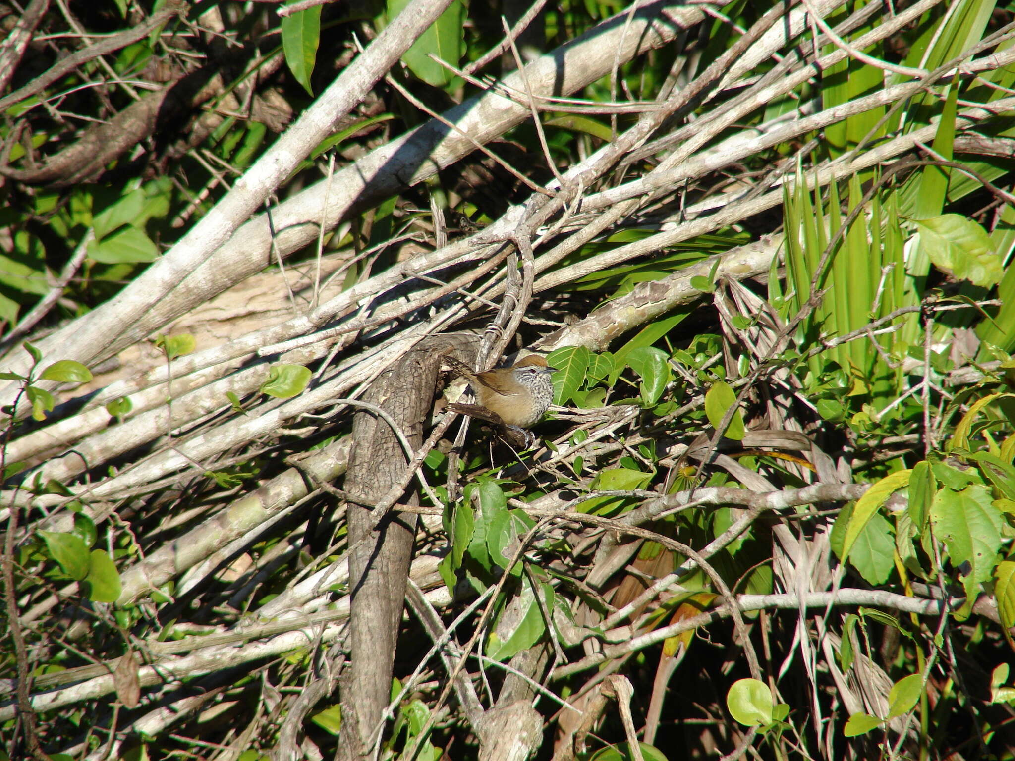 Image of Spot-breasted Wren